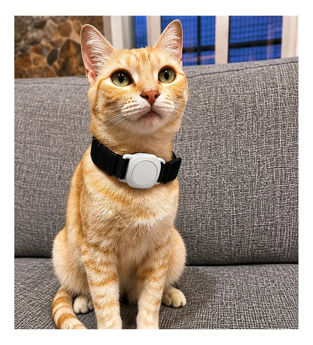 Gato usando localizador Bluetooth negro en el collar