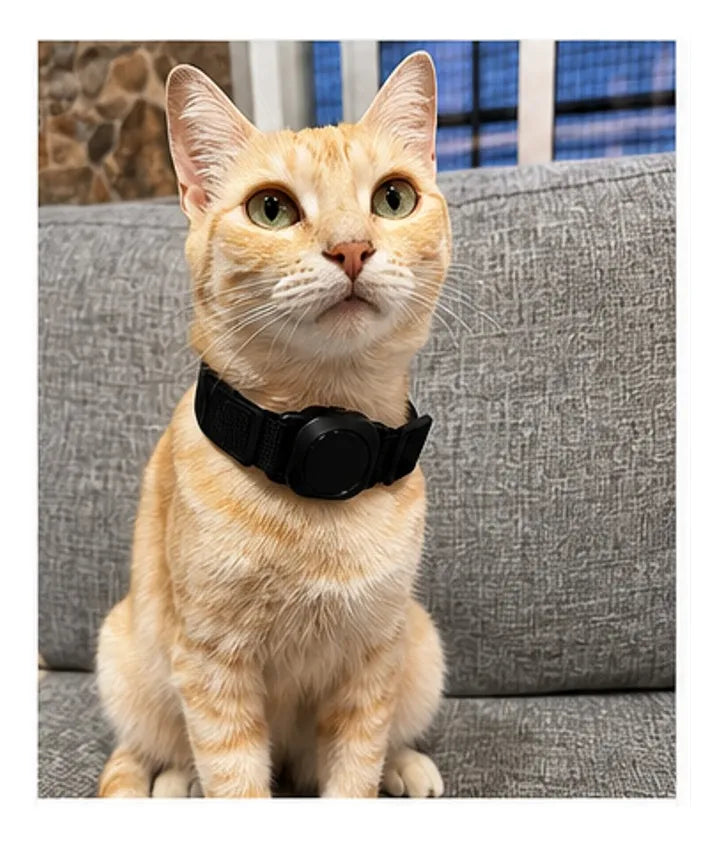 Gato con localizador Bluetooth rosa colocado en el collar